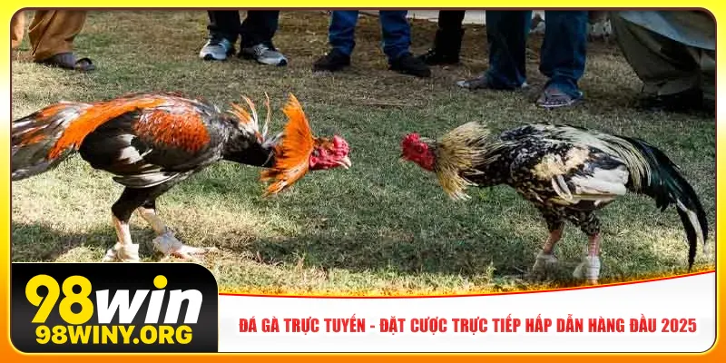 da-ga-truc-tuyen-dat-cuoc-truc-tiep-hap-dan-hang-dau-2025